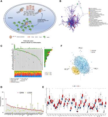 Histone Acetylation Regulator-Mediated Acetylation Patterns Define Tumor Malignant Pathways and Tumor Microenvironment in Hepatocellular Carcinoma